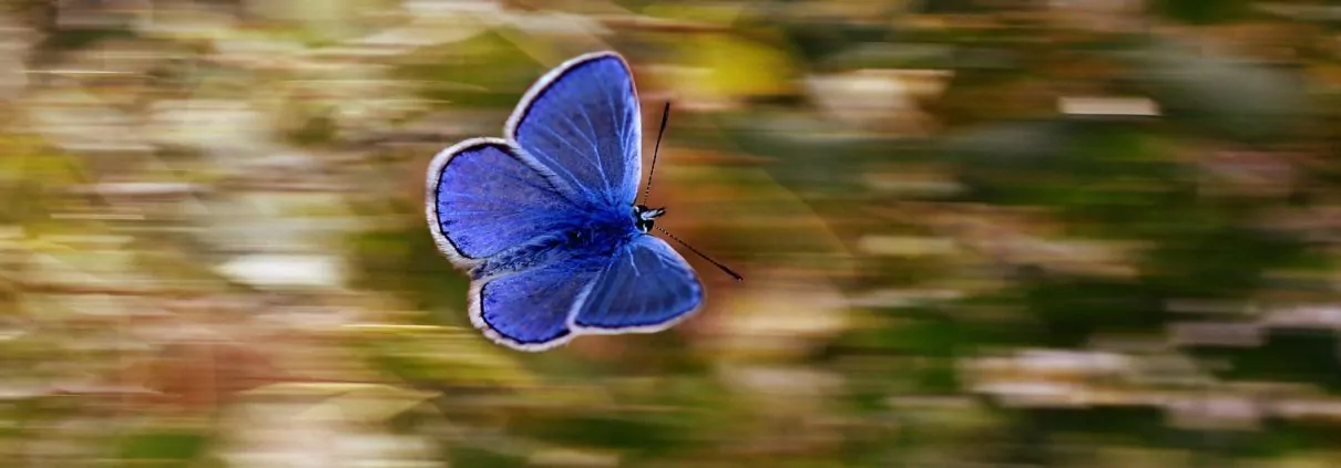 Blauer Schmetterling fliegt