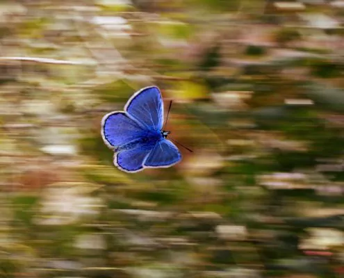 Blauer Schmetterling fliegt