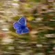 Blauer Schmetterling fliegt